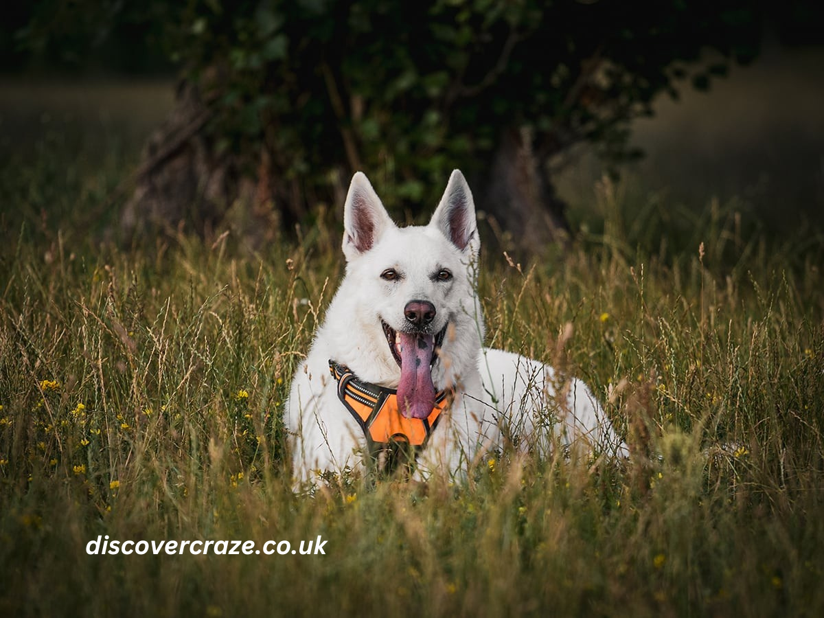 White German Shepherds For Sale Near Ocean Park WA Facebook